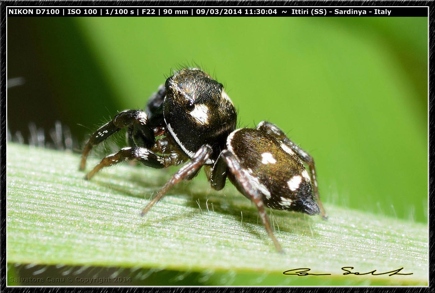 Heliophanus apiatus - Ittiri (SS)